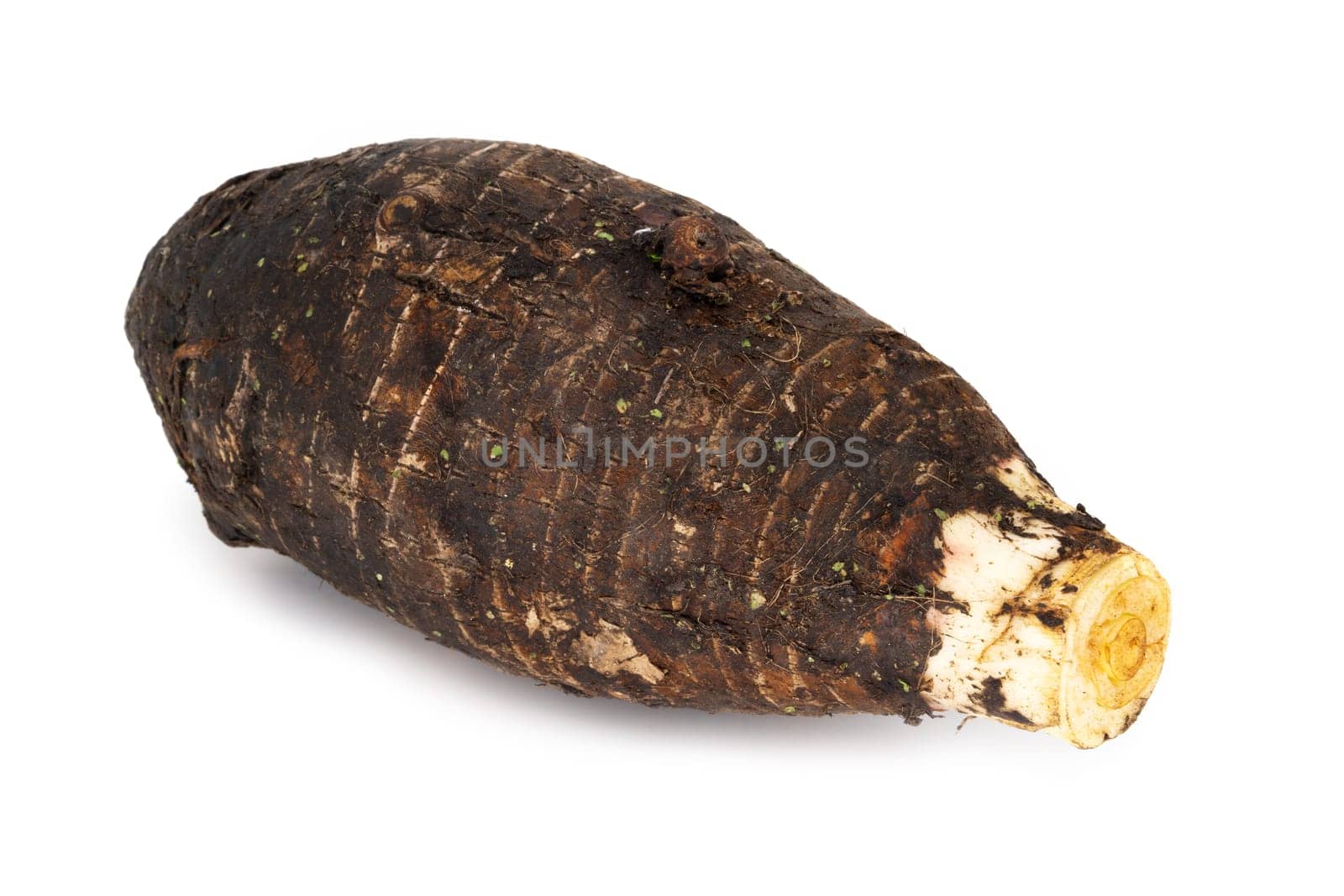 Taro on white background, close up of root vegetable