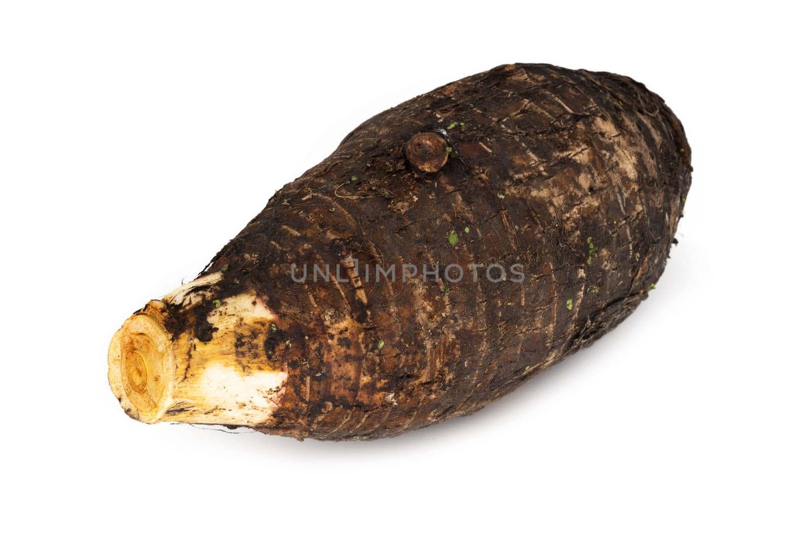 Taro on white background, close up of root vegetable