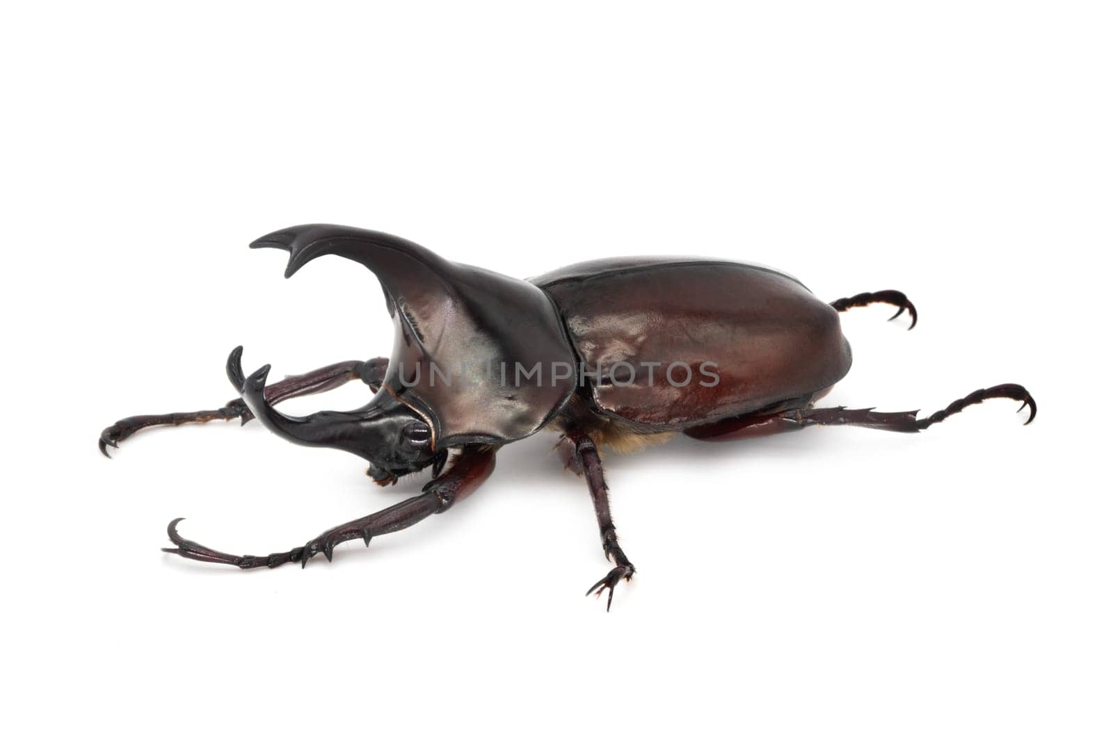 Rhinoceros Beetle On White Background, large flying beetle from thailand