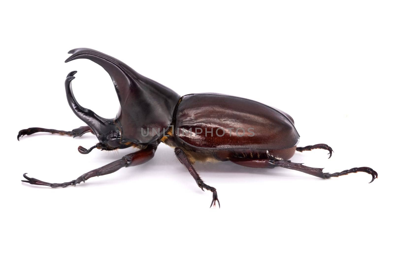 Rhinoceros Beetle On White Background, large flying beetle from thailand