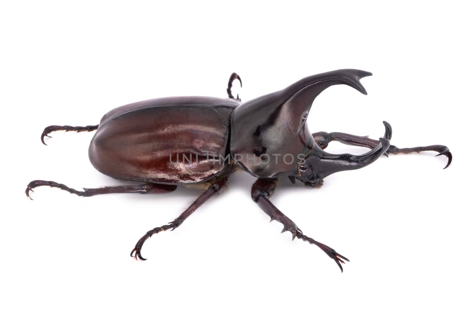 Rhinoceros Beetle On White Background, large flying beetle from thailand