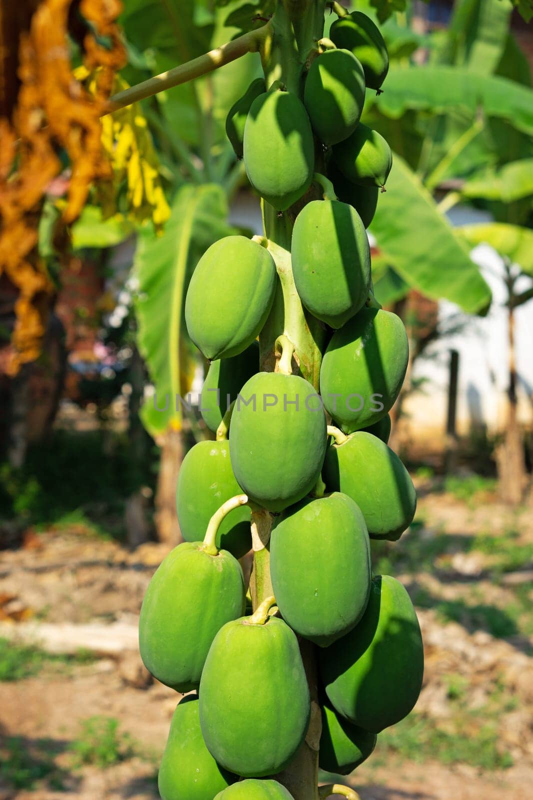Papaya Tree, plant with tropical green fruits