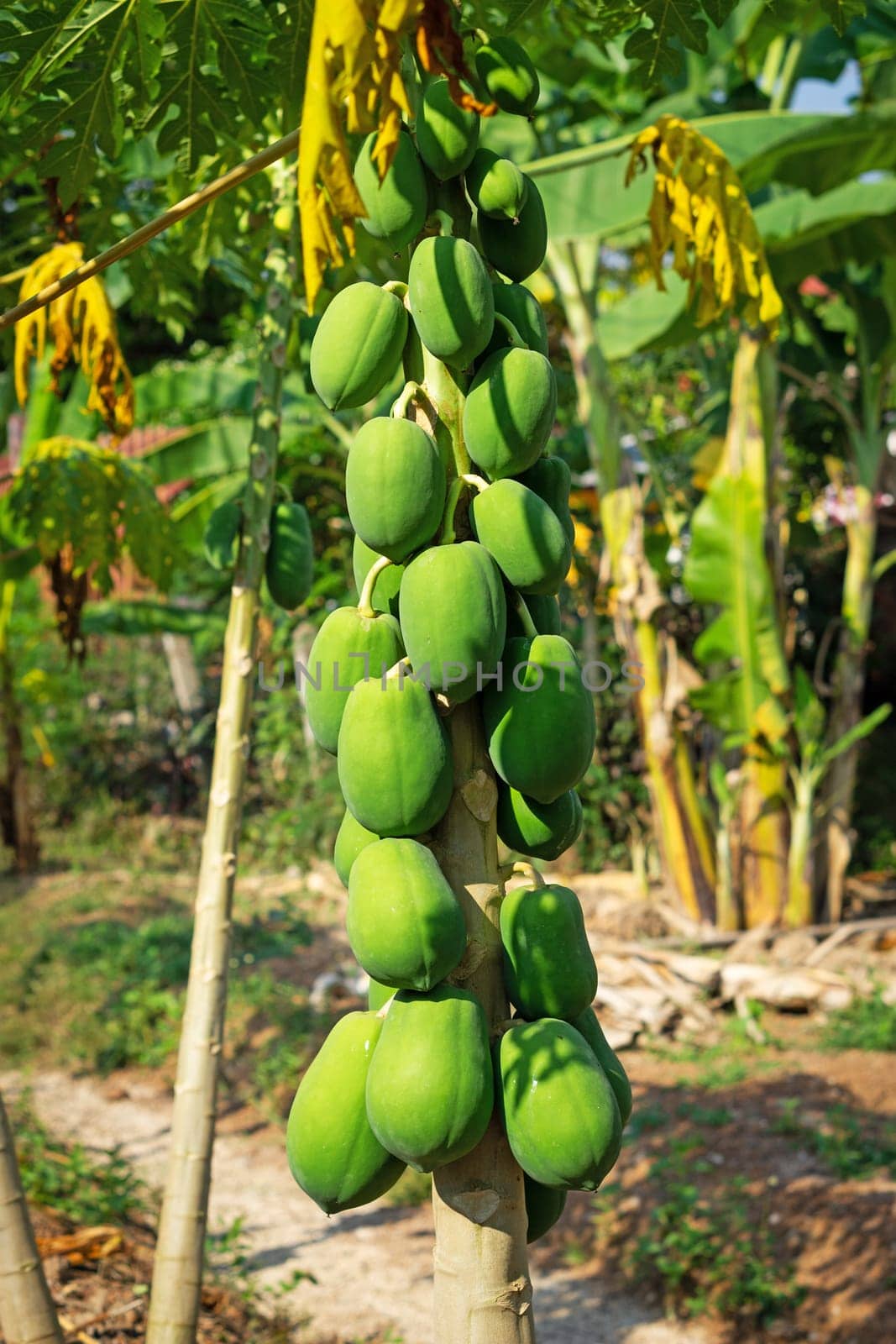 Papaya Tree, plant with tropical green fruits