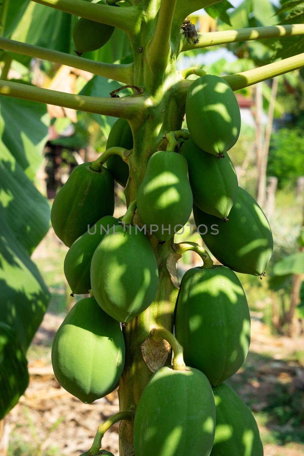 Papaya Tree, plant with tropical green fruits