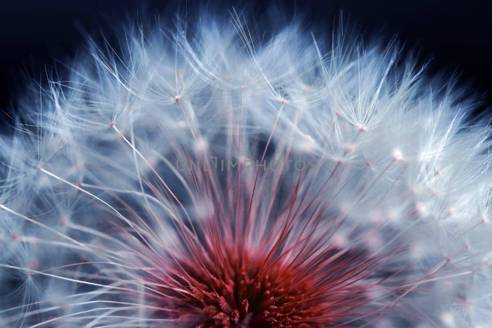 Close-up of a faded dandelion. Seeds of a dandelion in blue and red