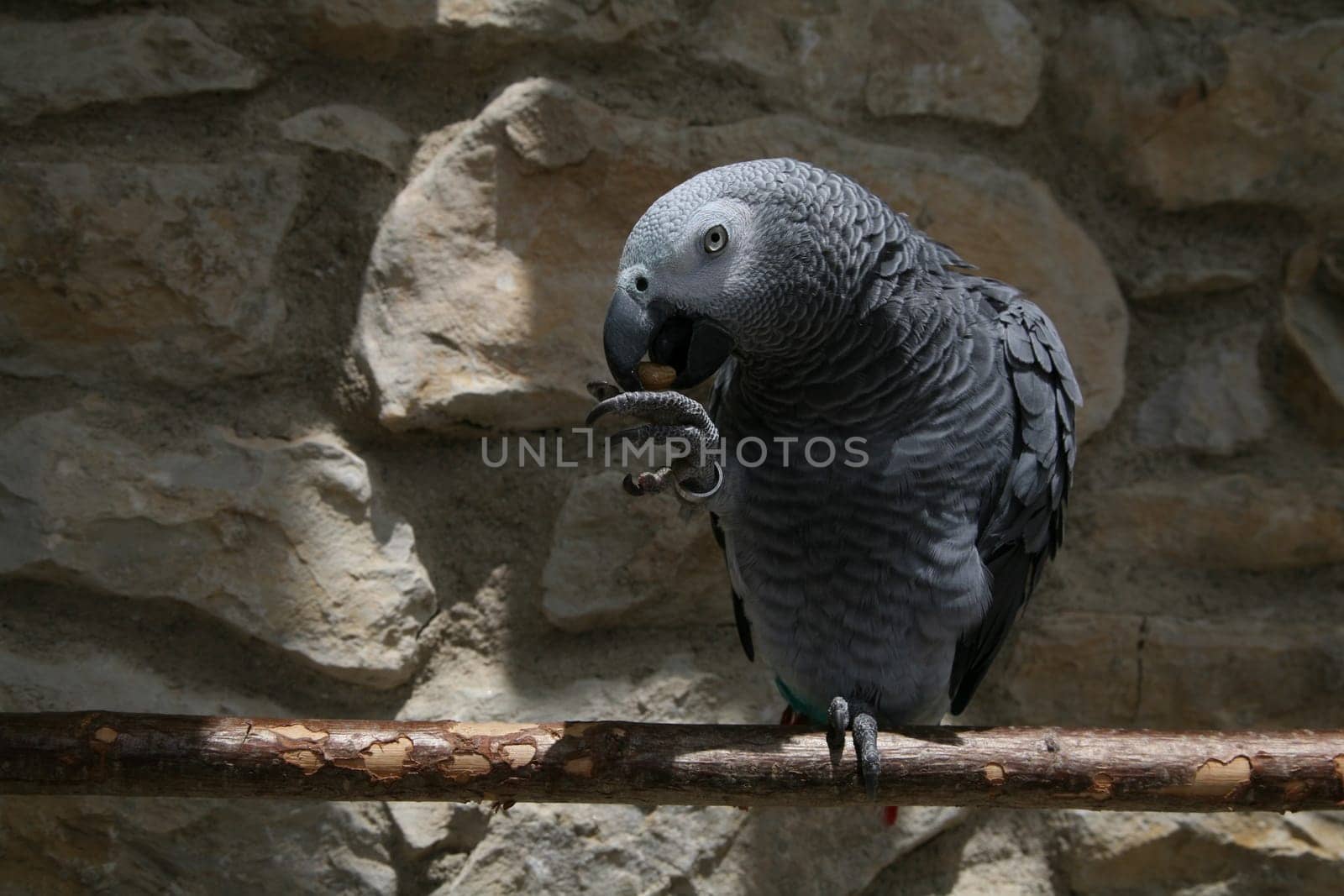 Grey parrot