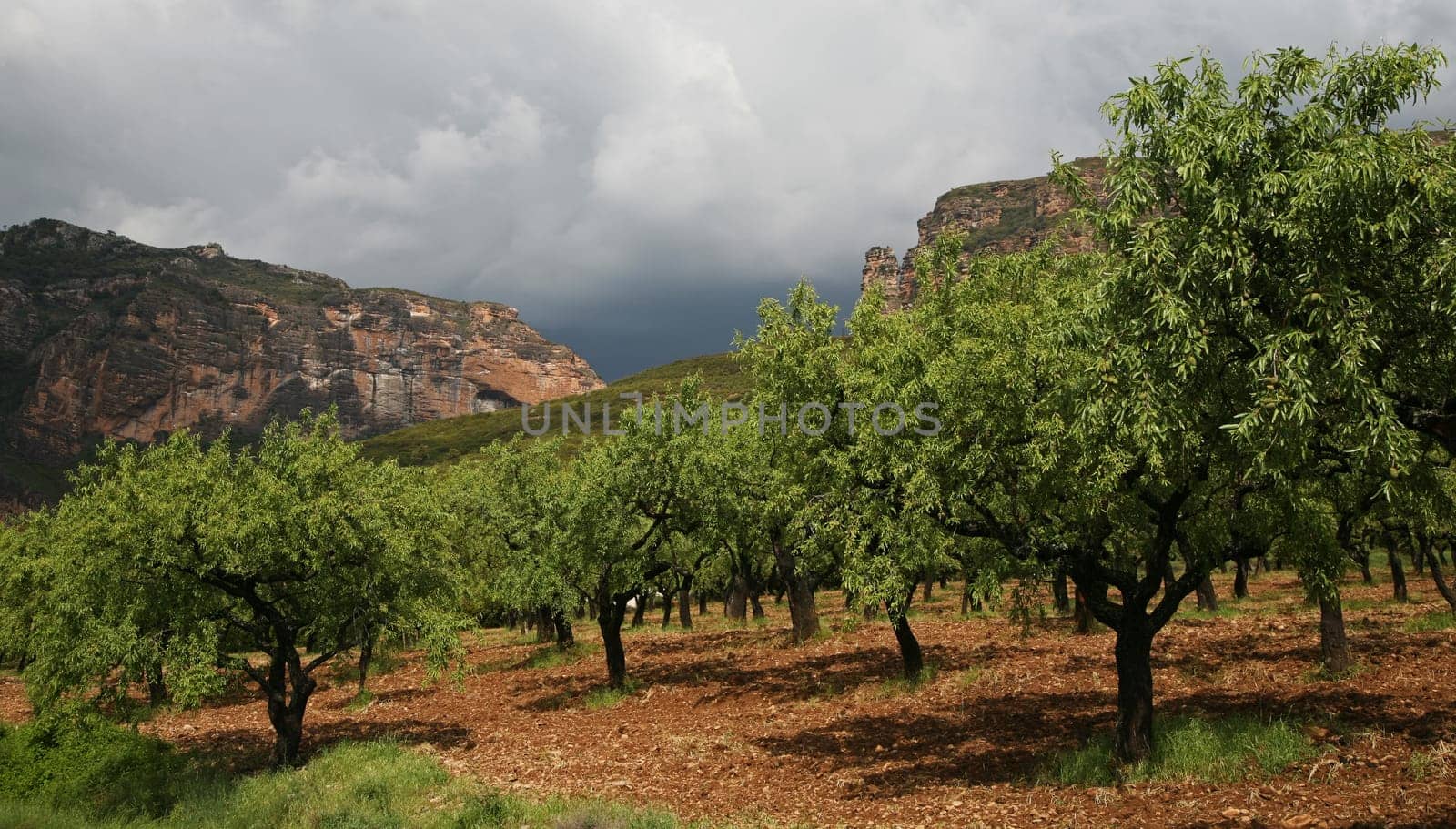 Olive grove