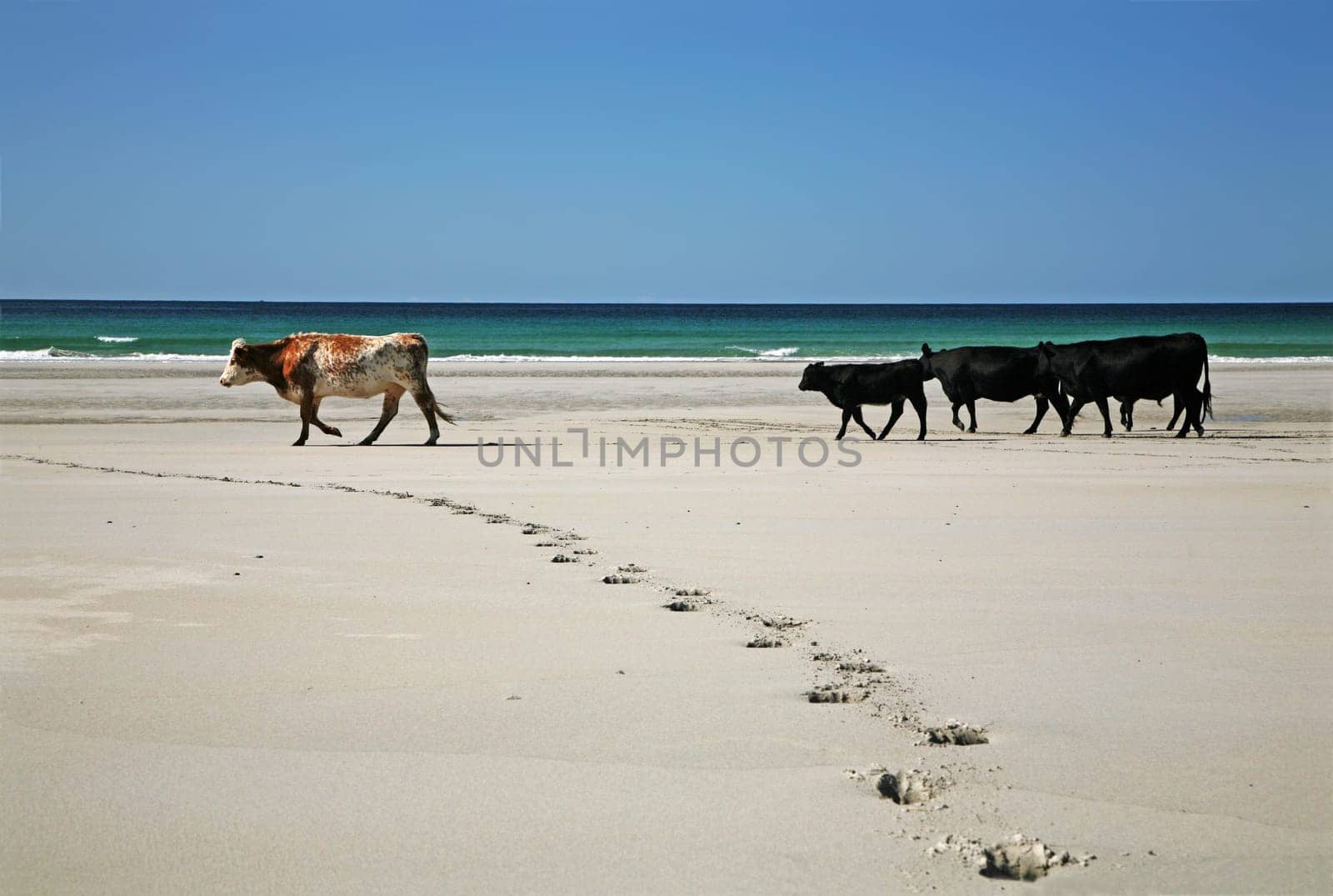 Cows on the beach