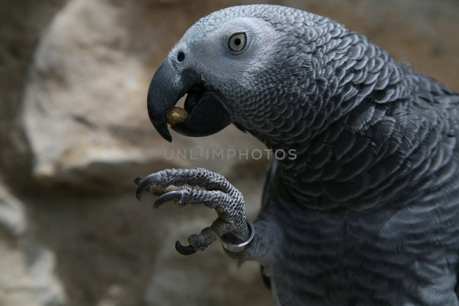 Grey parrot