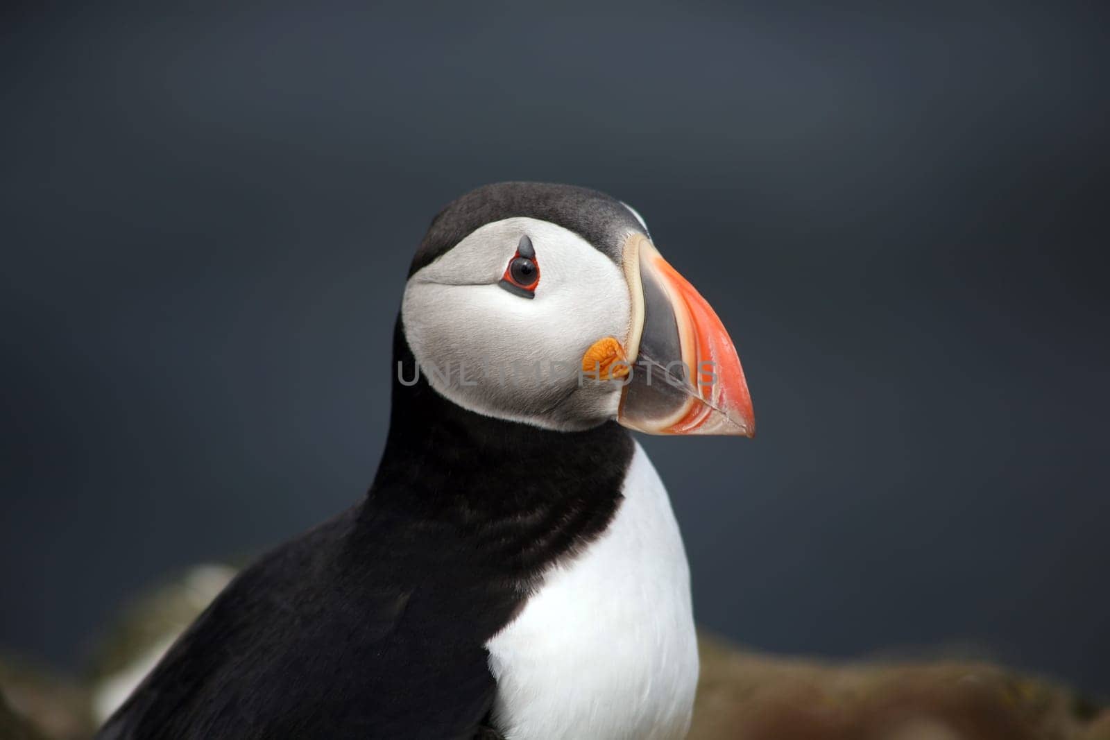 Puffin