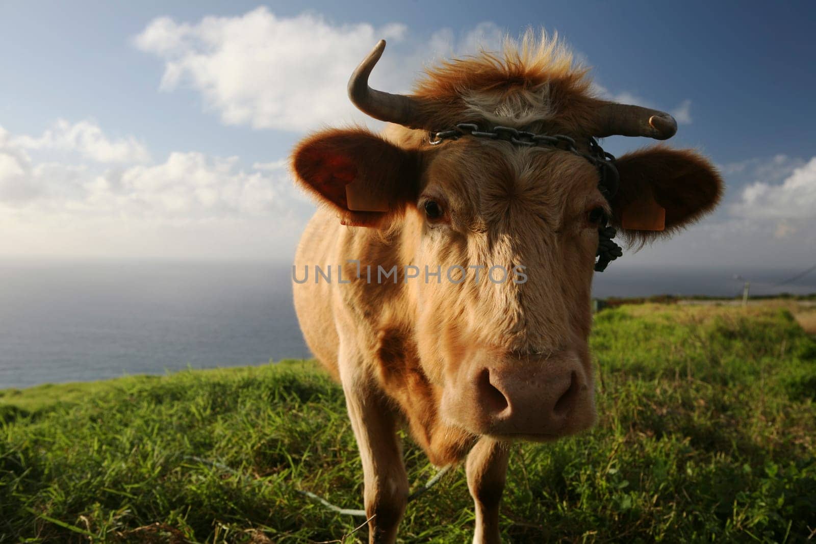 Cow
