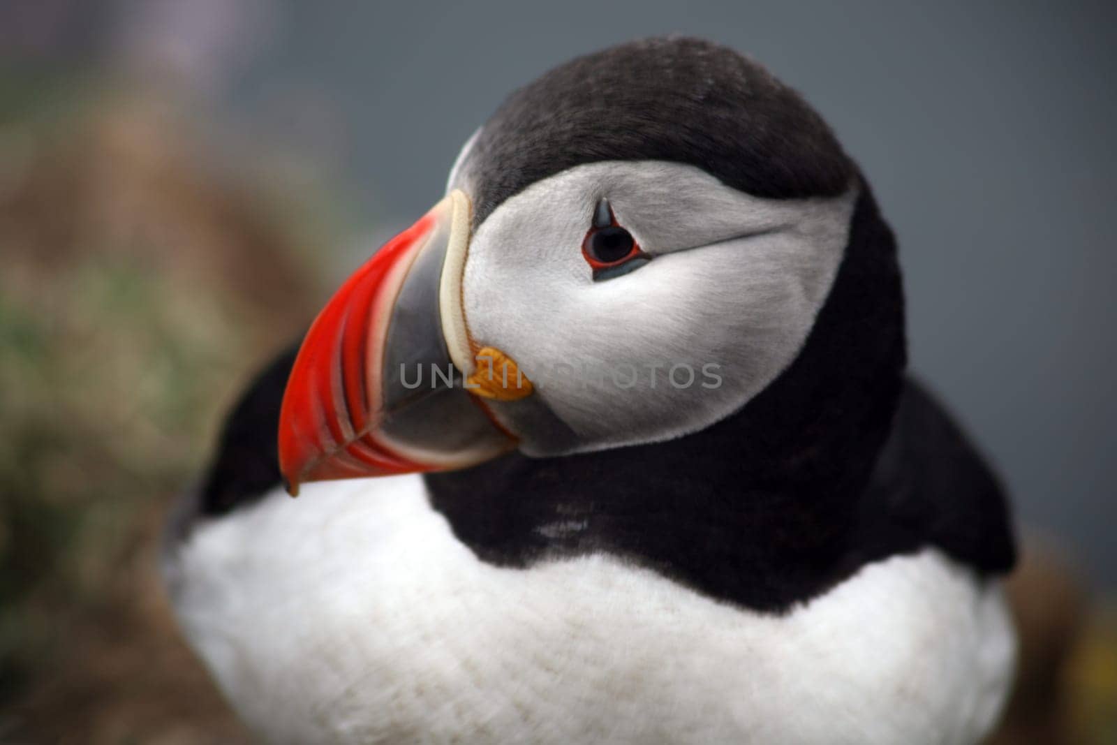 Puffin