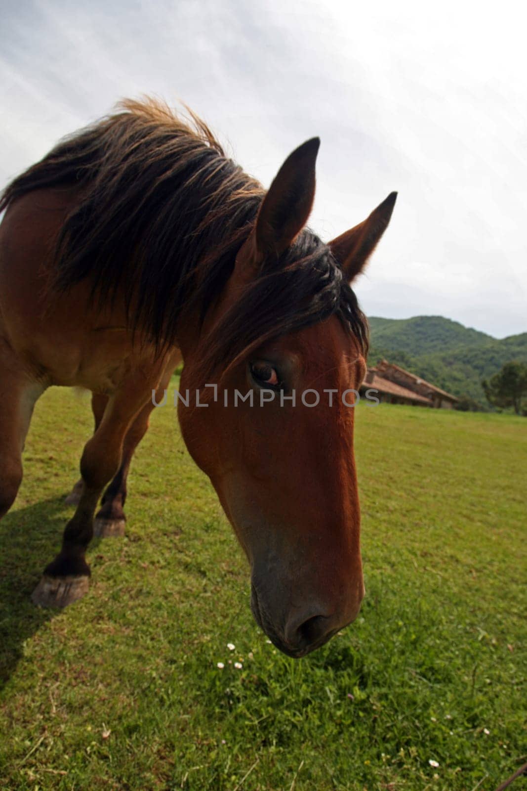 horse
