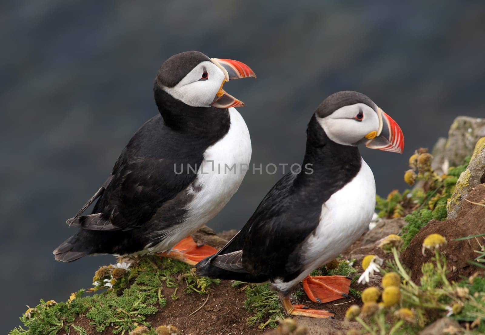 Puffin