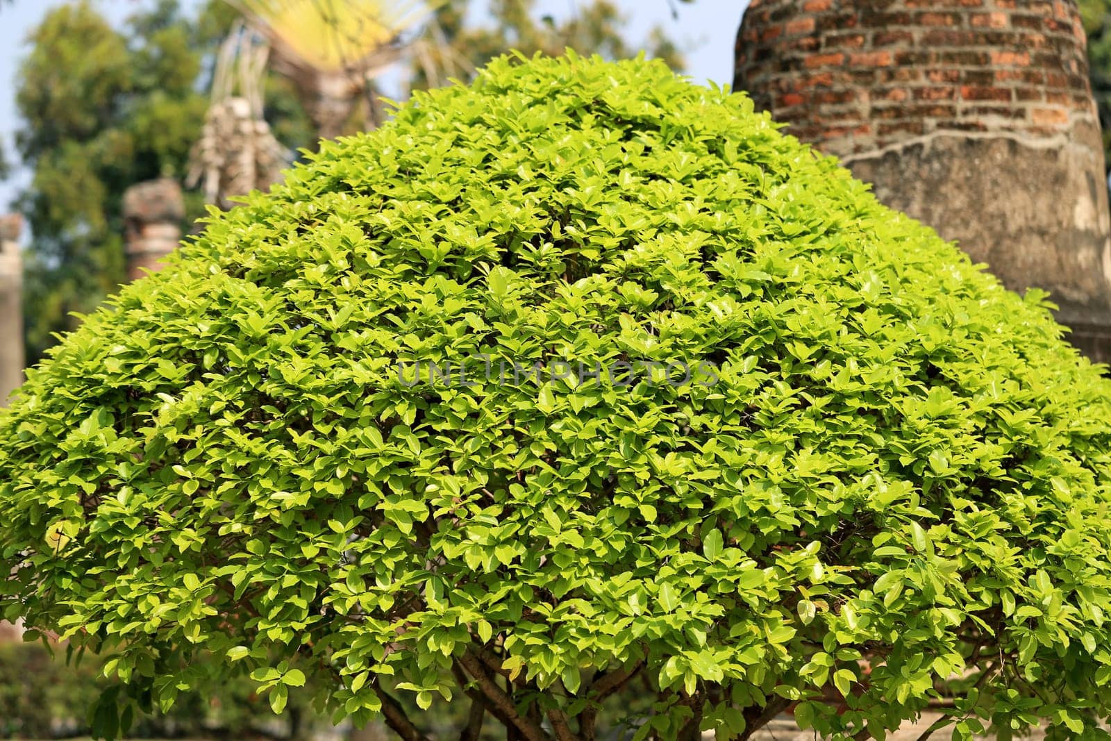 Beautiful plants and shrubs are photographed close up