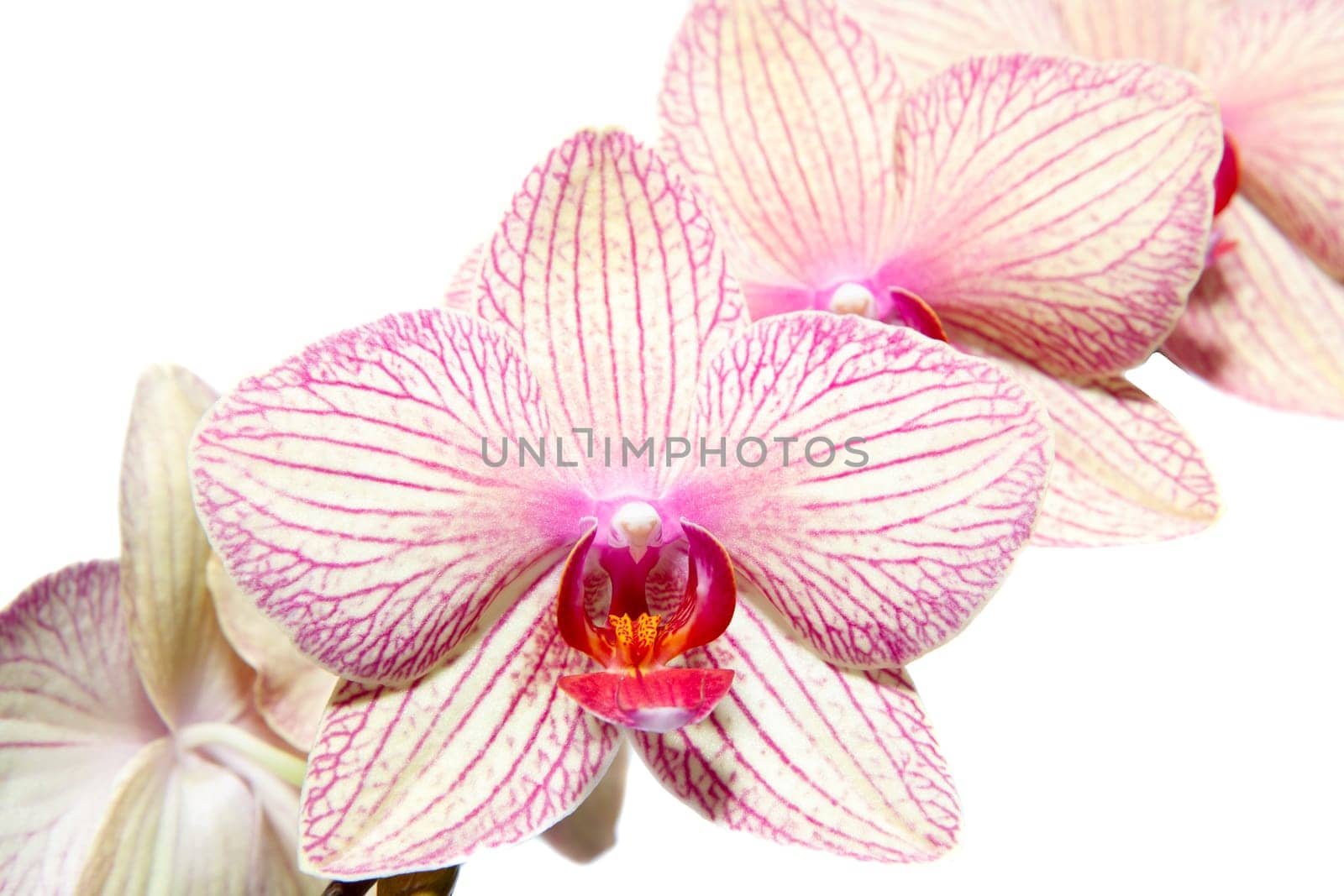 Flover Orchidaceae Phalaenopsis on a white background