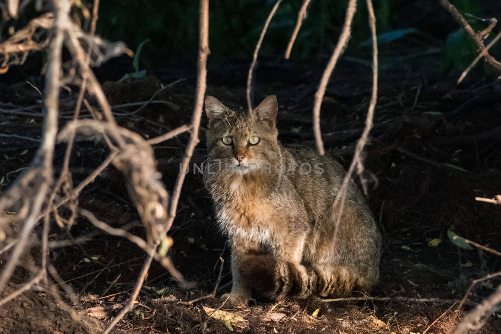 wild cat in natural habitat. Danube Delta, Romania
