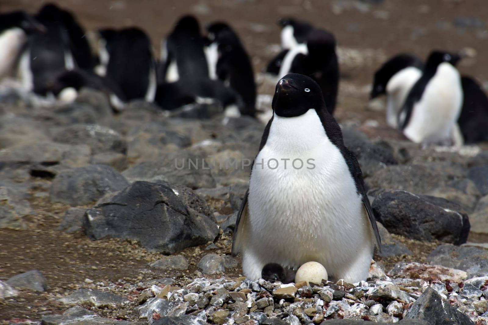 Stock pictures of penguins in the Antarctica peninsula
