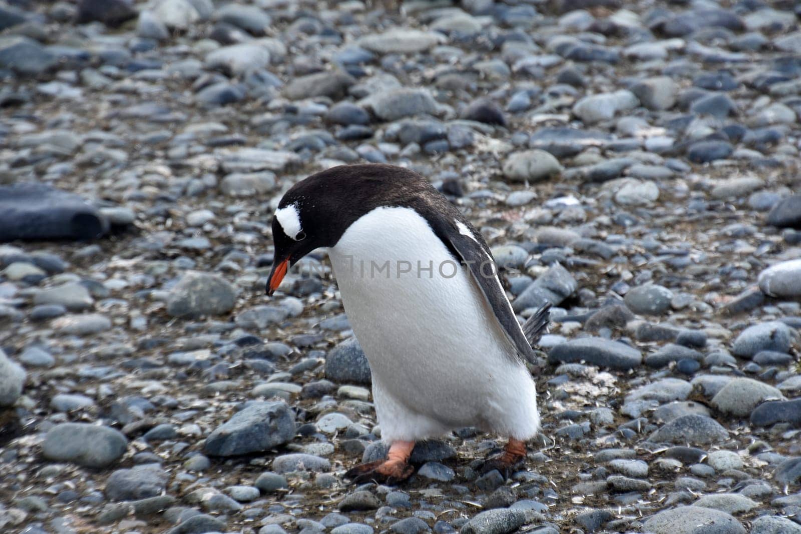 Stock pictures of penguins in the Antarctica peninsula