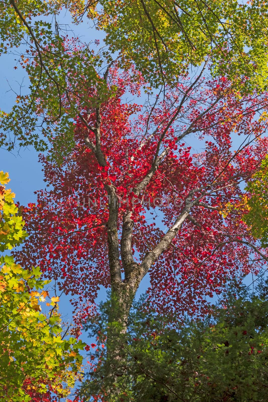 Red Colors in the Fall Forest in Algonquin Provincial Park in Ontario