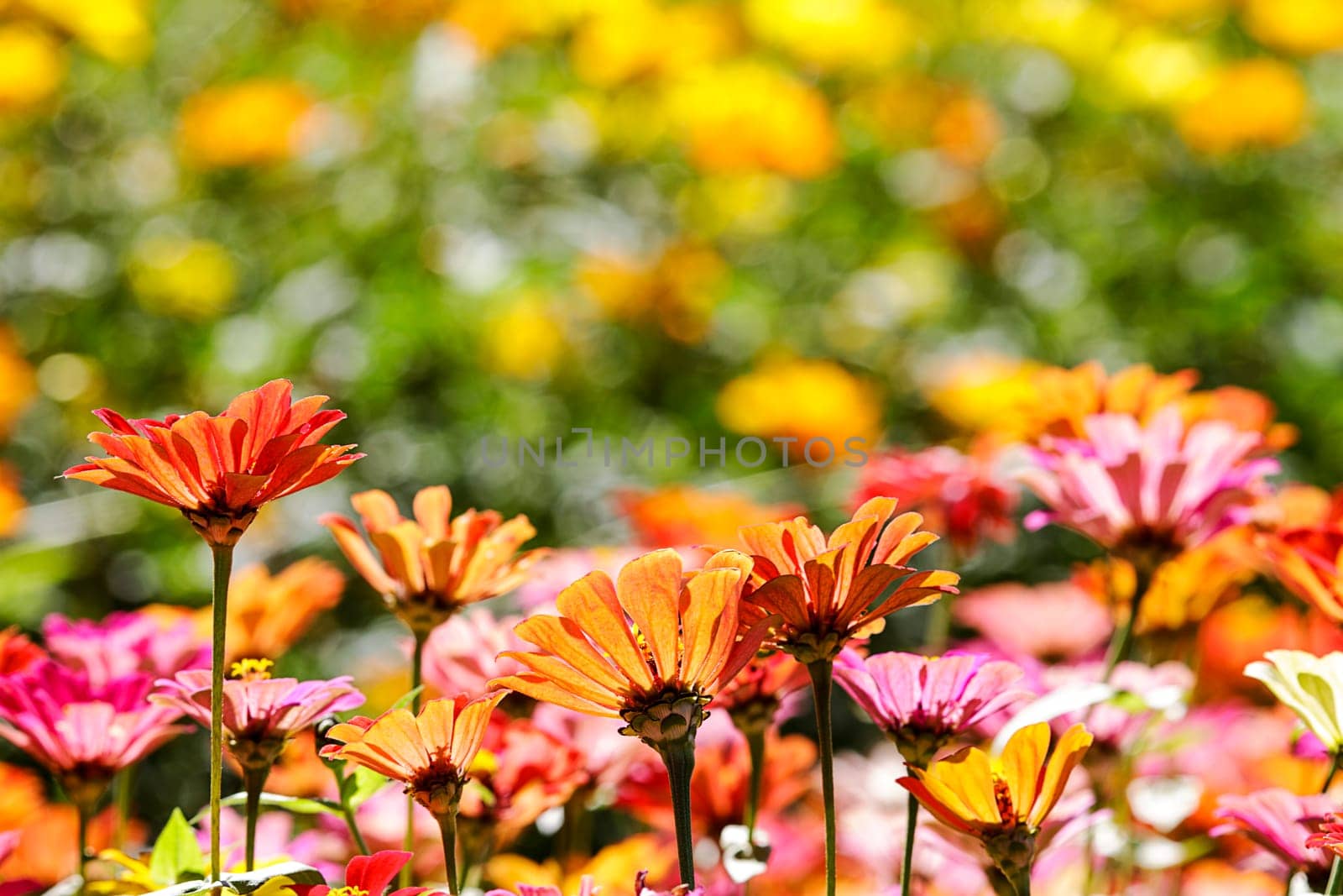The Beautiful Wide Angle flower background. Panoramic floral wallpaper with pink chrysanthemum flowers close up