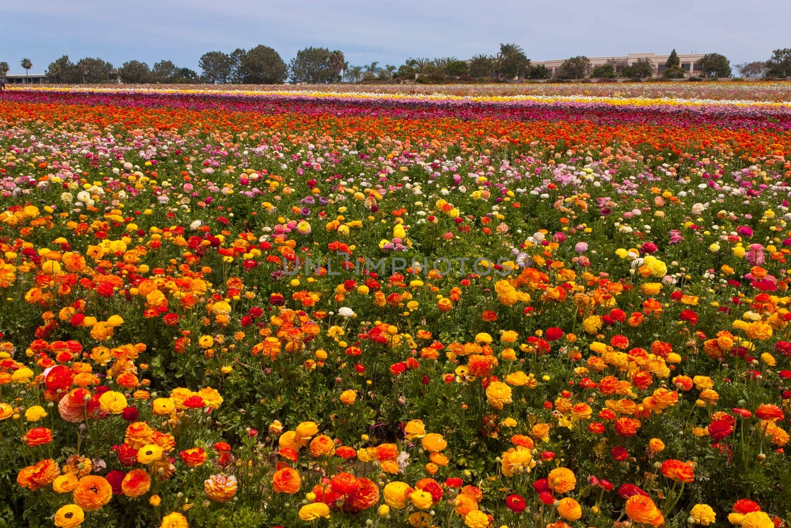Rows of colorful flowers grow on a hillside in Carlsbad, California,America