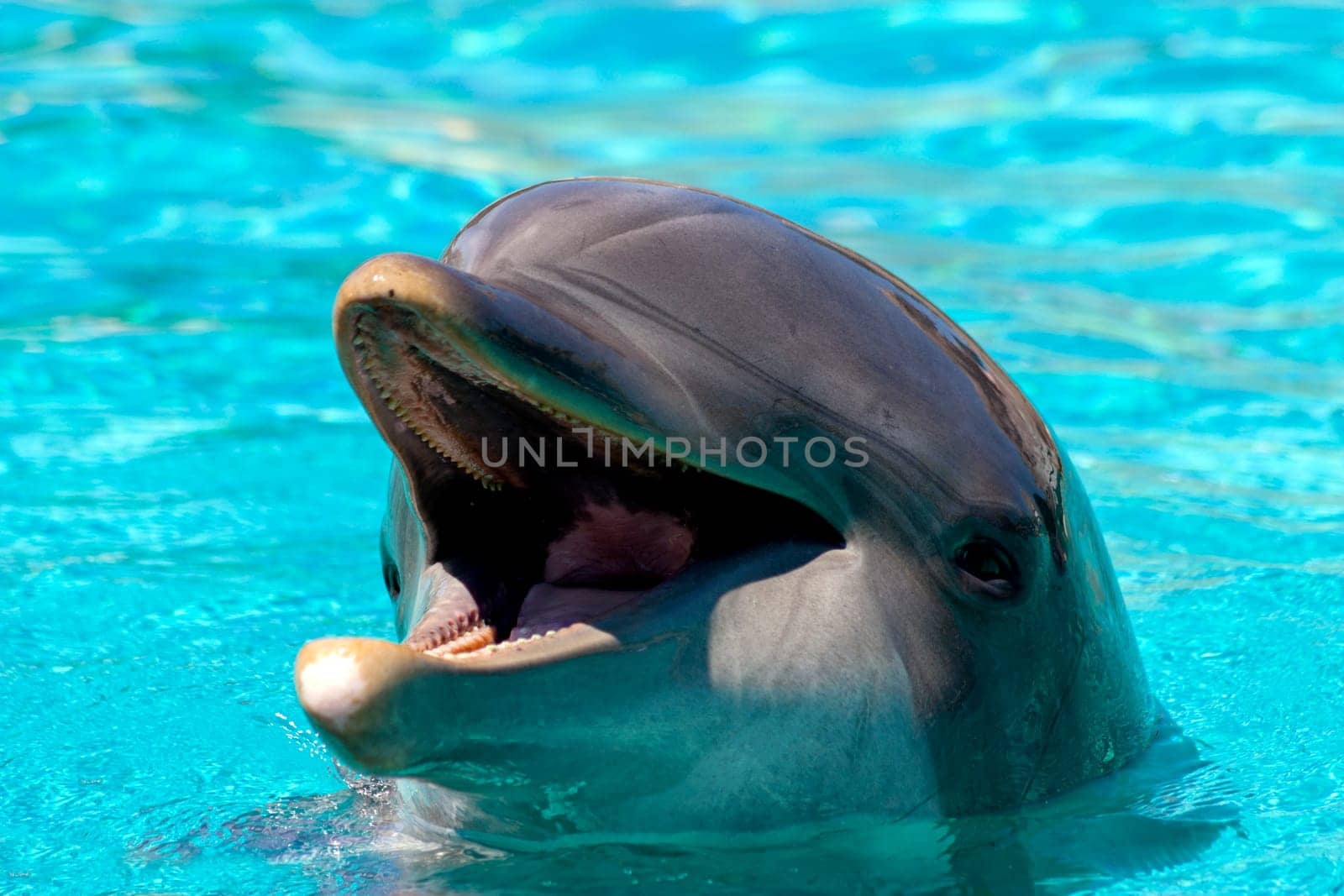 Dolphin peeking out of blue water