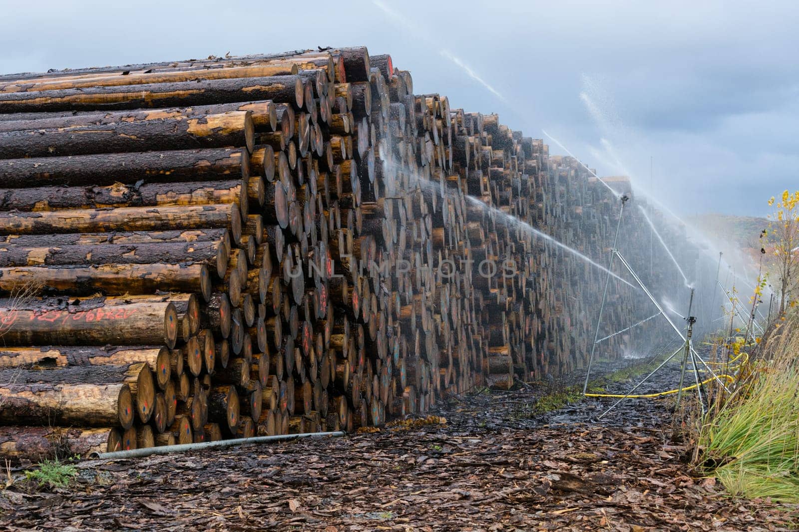 Wood yard business. Wood stacked outdoors. Concept forest industry environment..Felled tree trunks are sprayed with water to protect them against wood pests