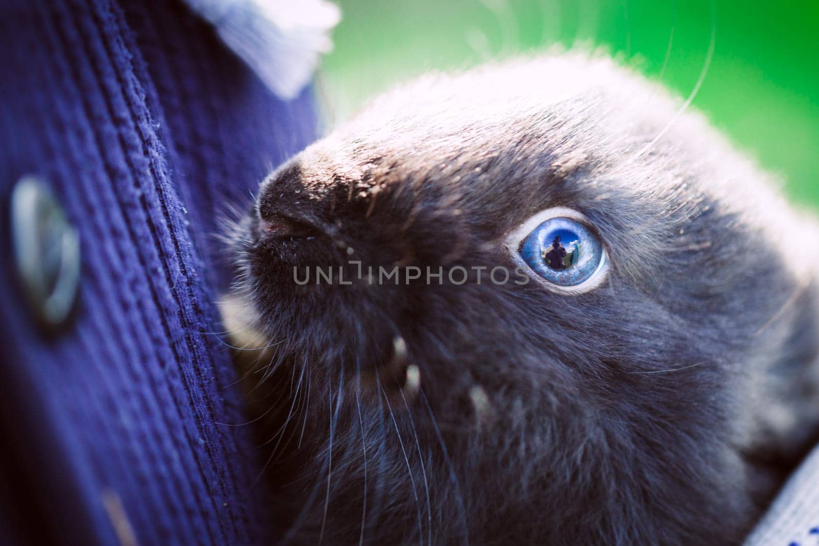 rustic rabbit dark coloring sits on hands on a background of grass