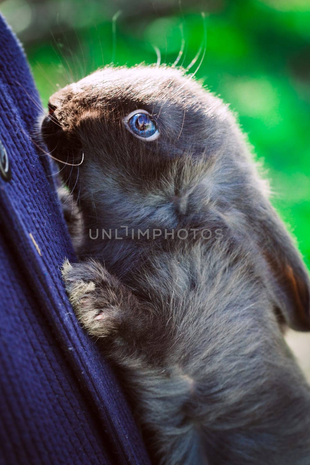 rustic rabbit dark coloring sits on hands on a background of grass