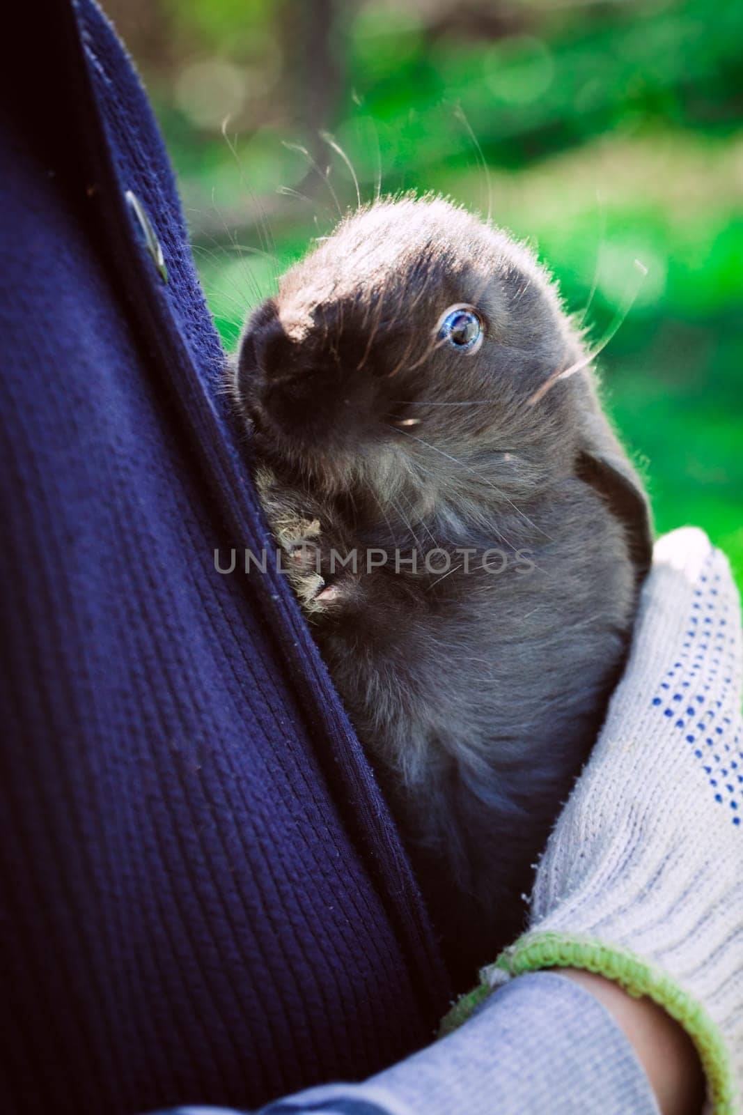 rustic rabbit dark coloring sits on hands on a background of grass