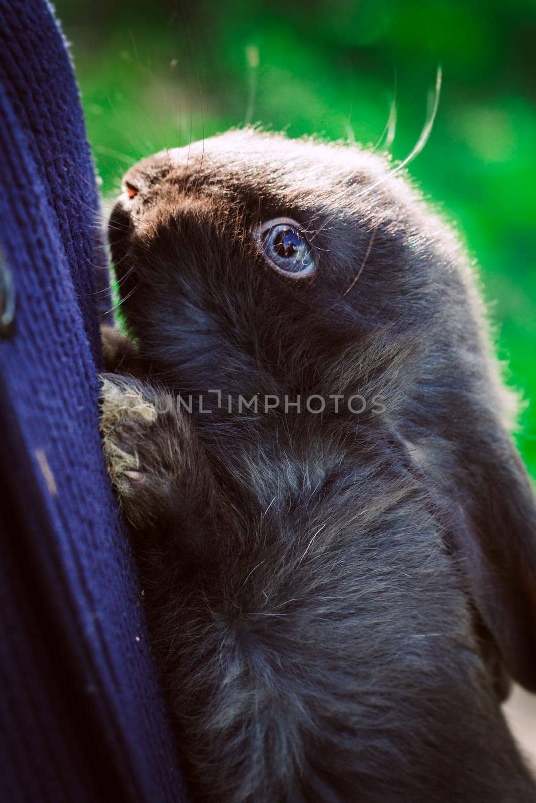 rustic rabbit dark coloring sits on hands on a background of grass