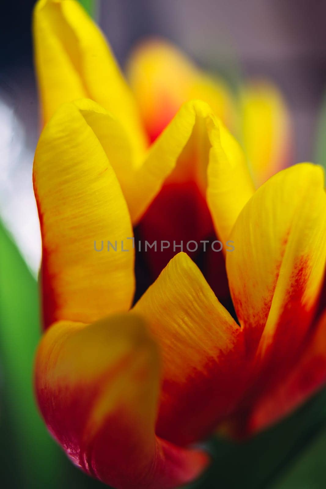 bouquet of fresh tulips close-up macro shot