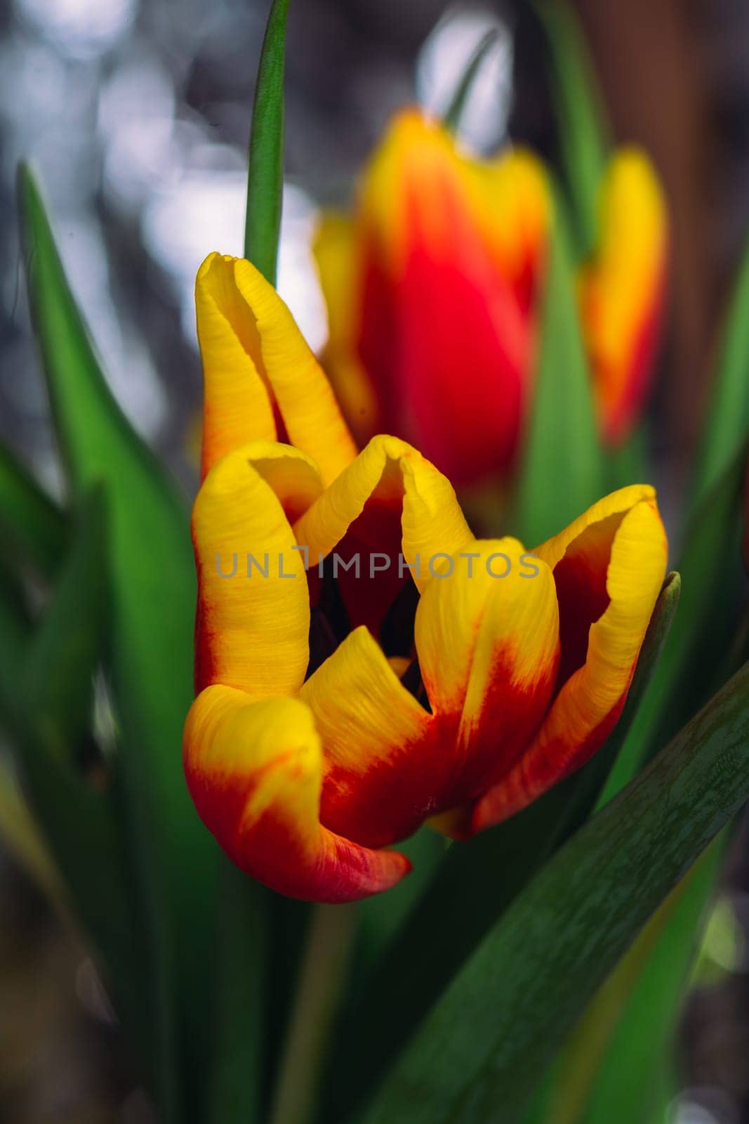 bouquet of fresh tulips close-up macro shot