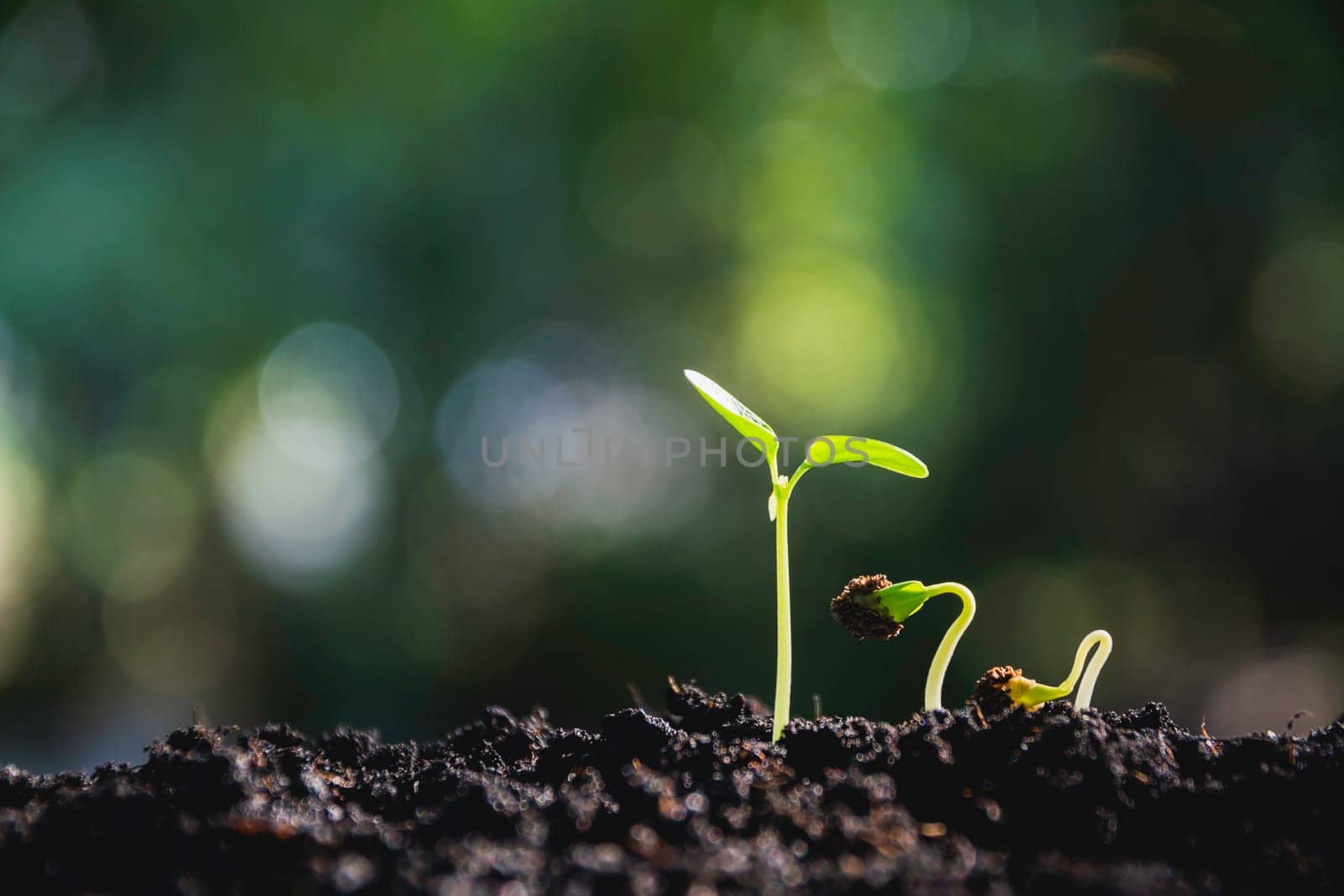 Close up of green and small plant. Green fresh plants on nature background.