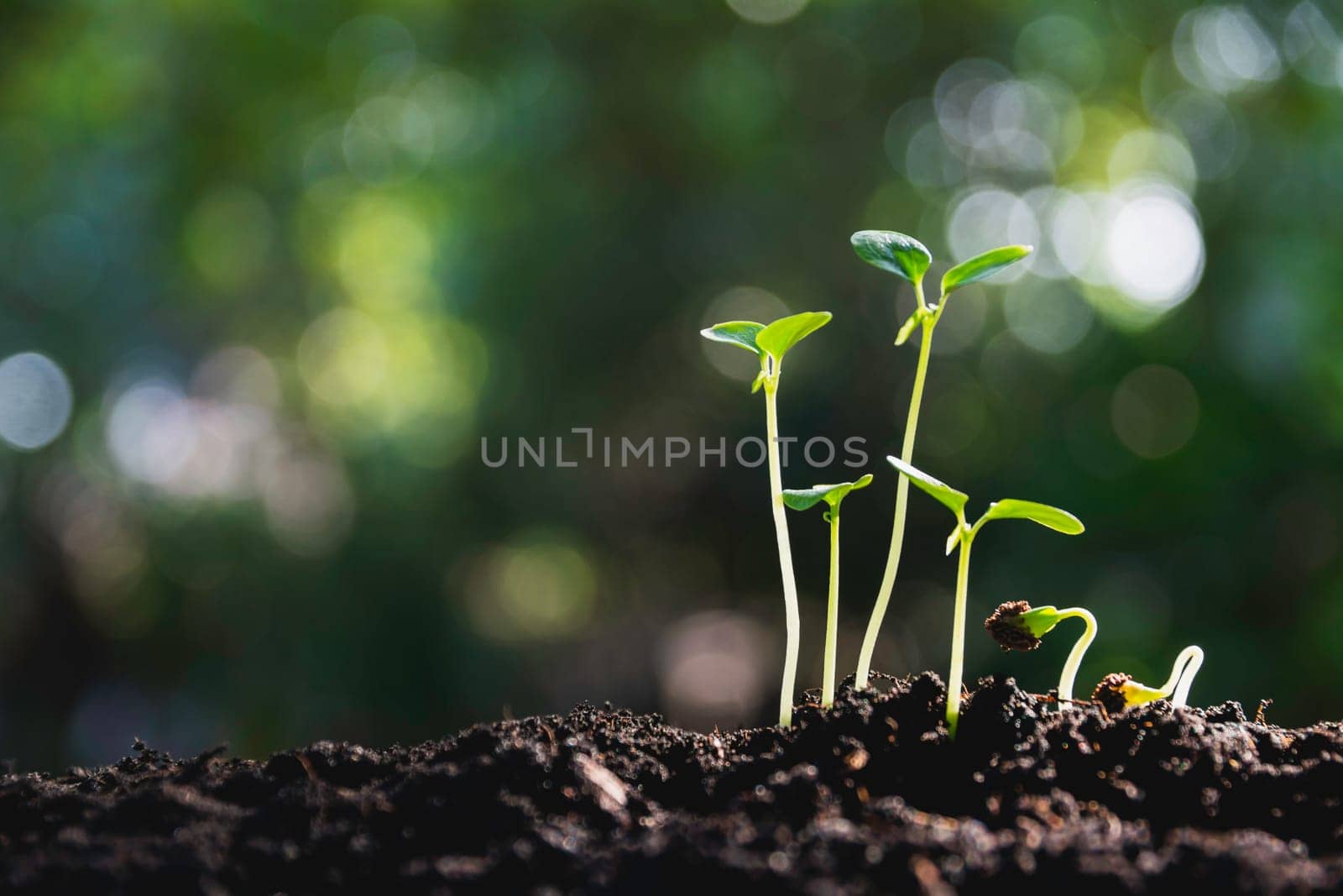 Close up of green and small plant. Green fresh plants on nature background.