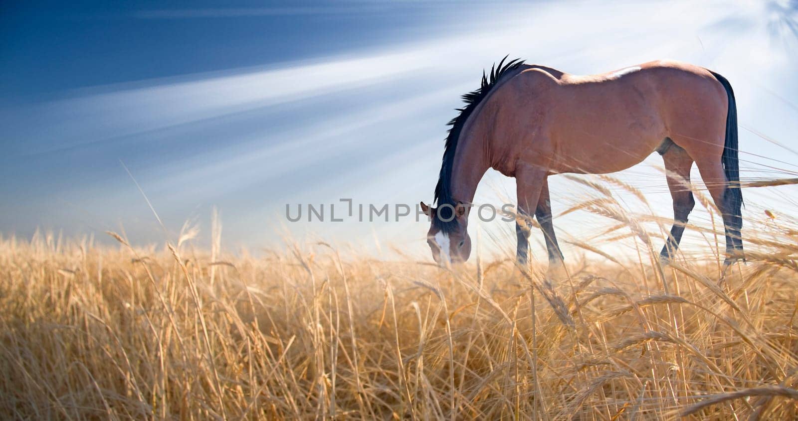 Horse grazing in field. Sun shine