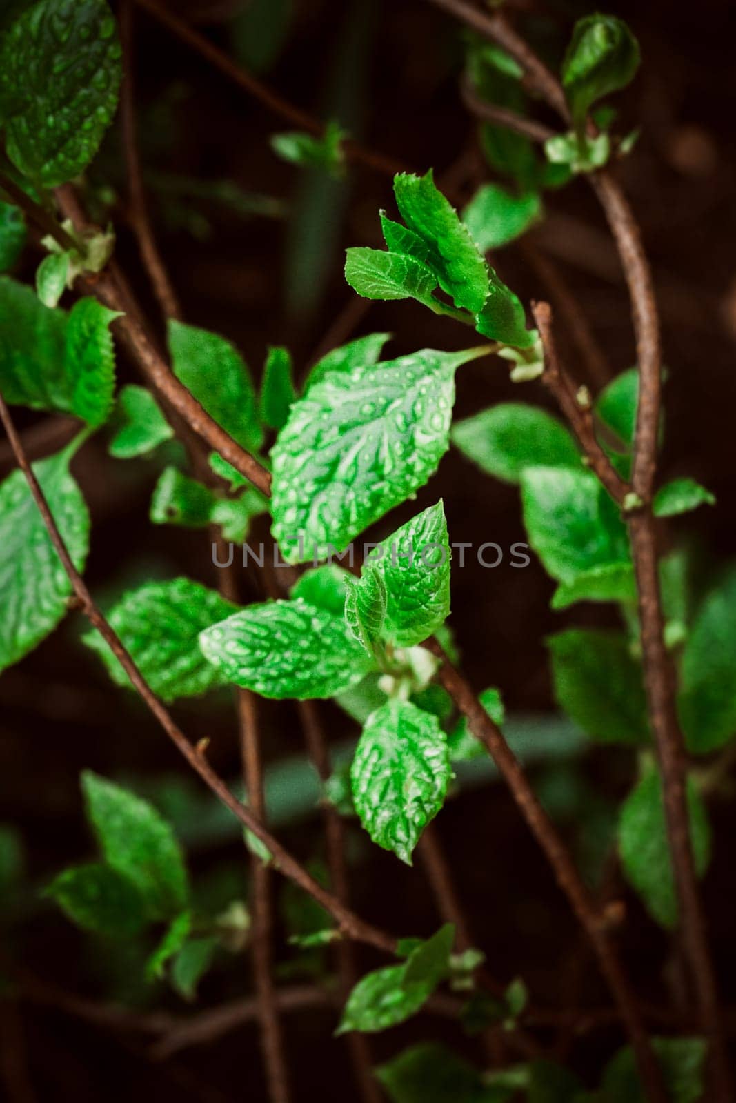 green leaves on the background of nature