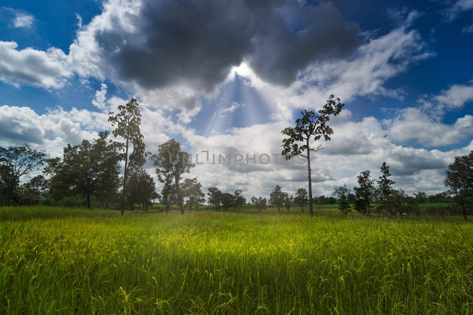 Rice Paddy With Beautiful Clouds, agriculture landscape with rice plants