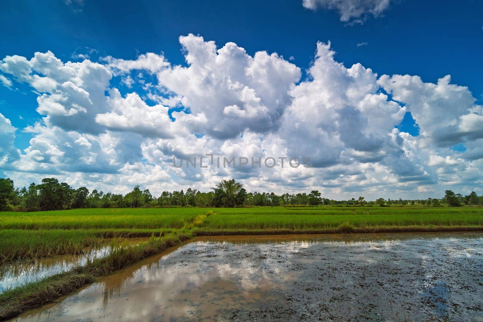 Rice Paddy With Beautiful Clouds, agriculture landscape with rice plants