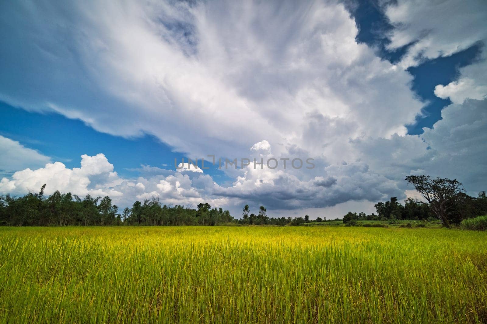 Rice Paddy With Beautiful Clouds, agriculture landscape with rice plants
