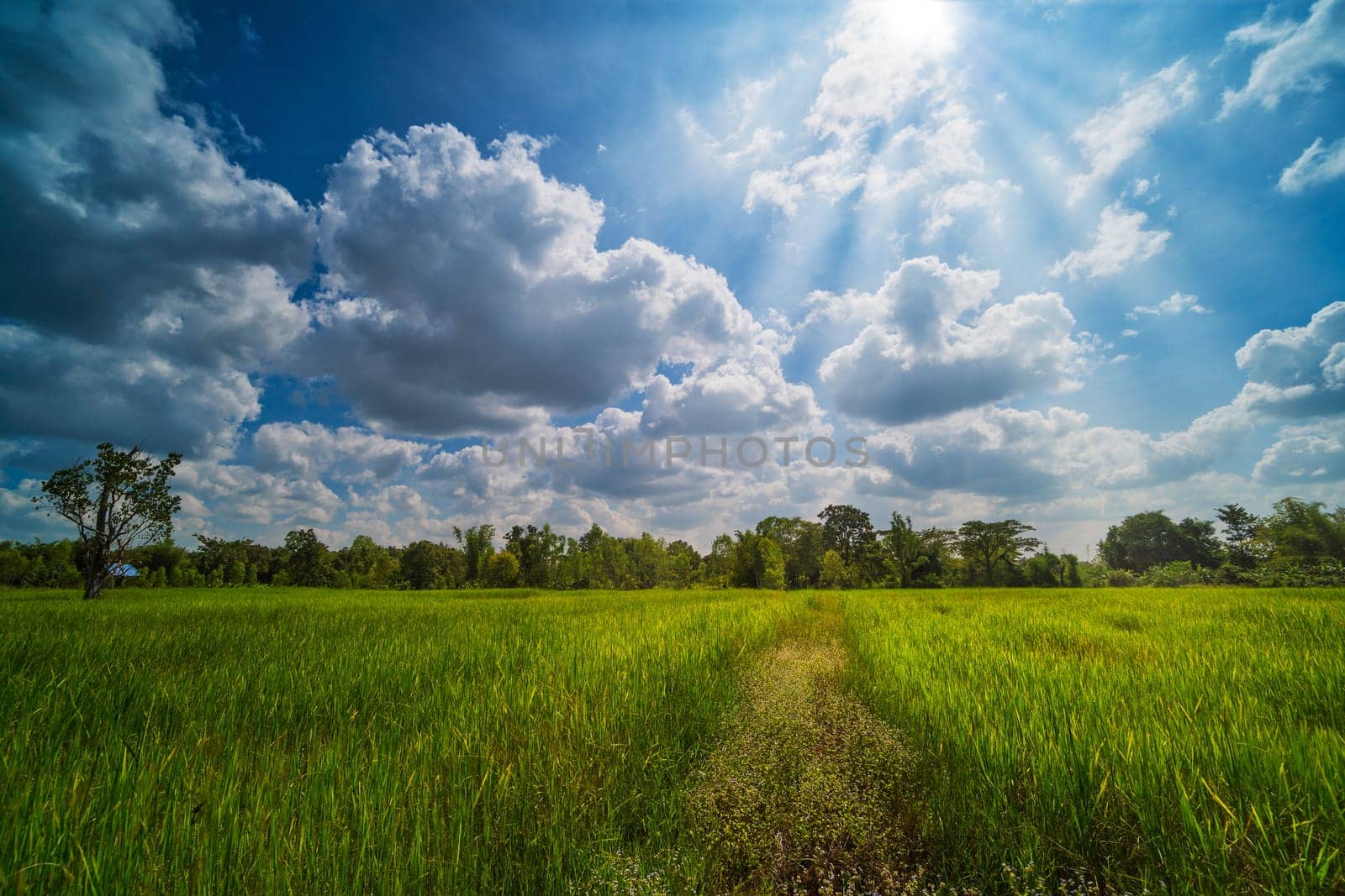 Rice Paddy With Beautiful Clouds, agriculture landscape with rice plants
