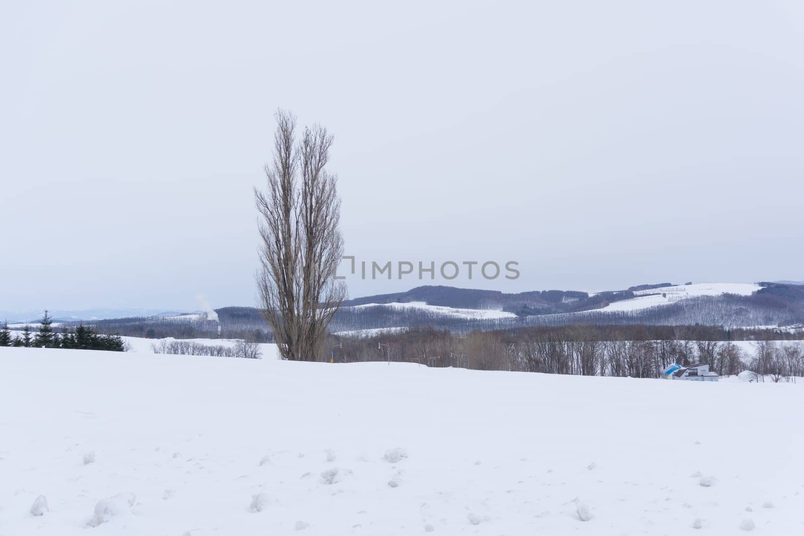 Biei is a small town surrounded by a picturesque landscape of gently rolling hills and vast fields. A pleasant way to enjoy the charm of Biei is by cycling or driving through the hills and visiting some of the flower fields and famous trees along the way.