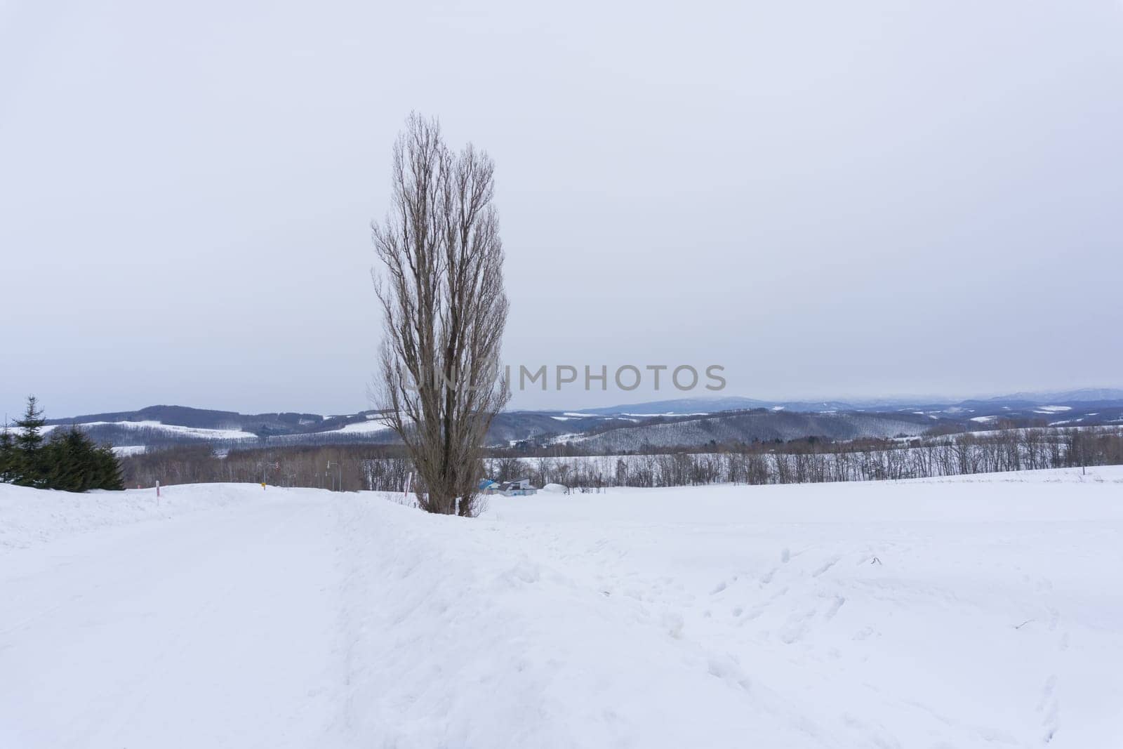 Biei is a small town surrounded by a picturesque landscape of gently rolling hills and vast fields. A pleasant way to enjoy the charm of Biei is by cycling or driving through the hills and visiting some of the flower fields and famous trees along the way.