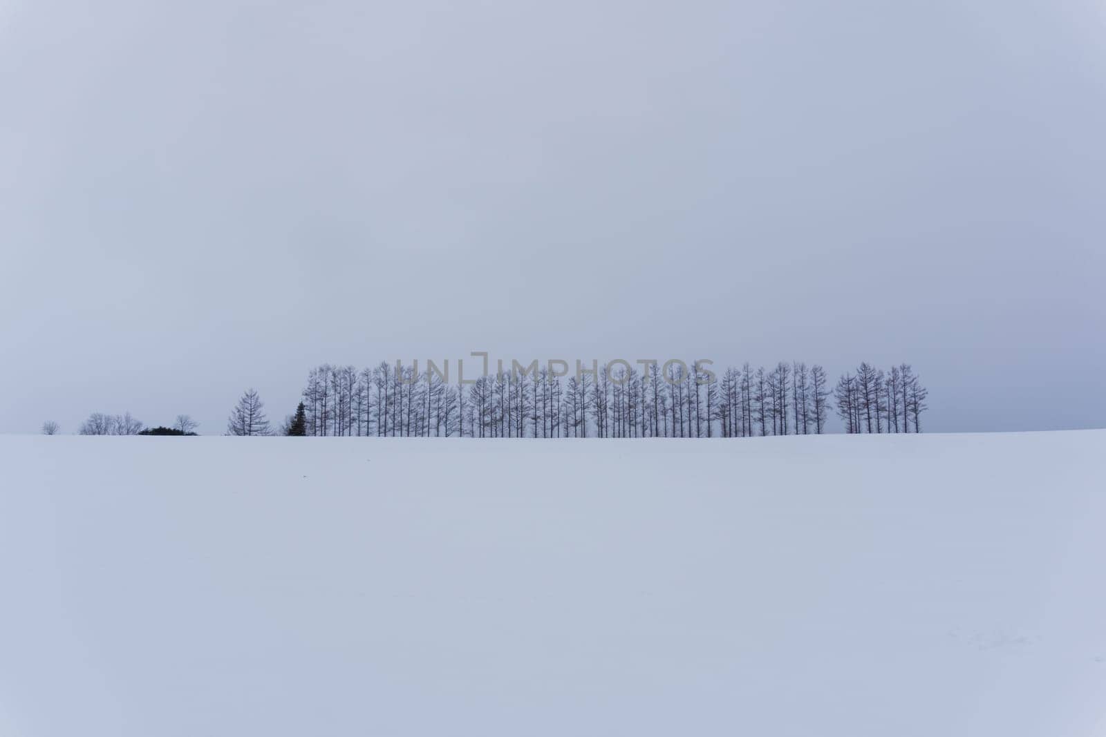 Biei is a small town surrounded by a picturesque landscape of gently rolling hills and vast fields. A pleasant way to enjoy the charm of Biei is by cycling or driving through the hills and visiting some of the flower fields and famous trees along the way.
