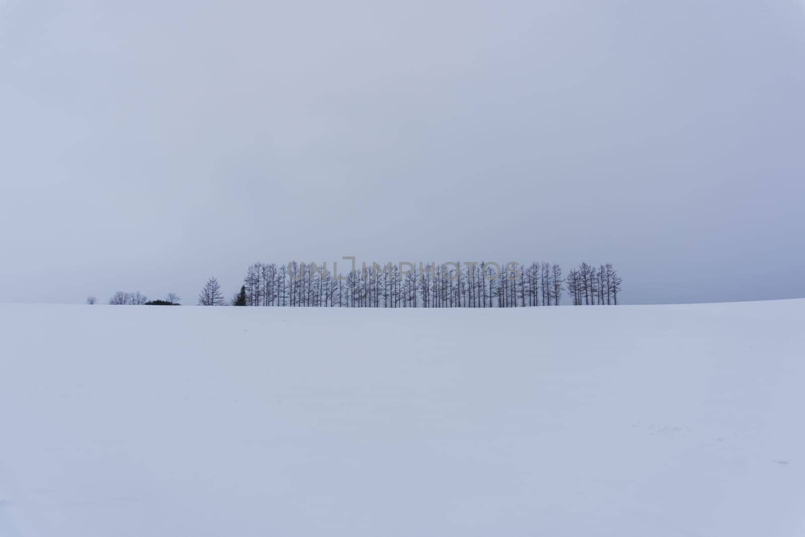 Biei is a small town surrounded by a picturesque landscape of gently rolling hills and vast fields. A pleasant way to enjoy the charm of Biei is by cycling or driving through the hills and visiting some of the flower fields and famous trees along the way.