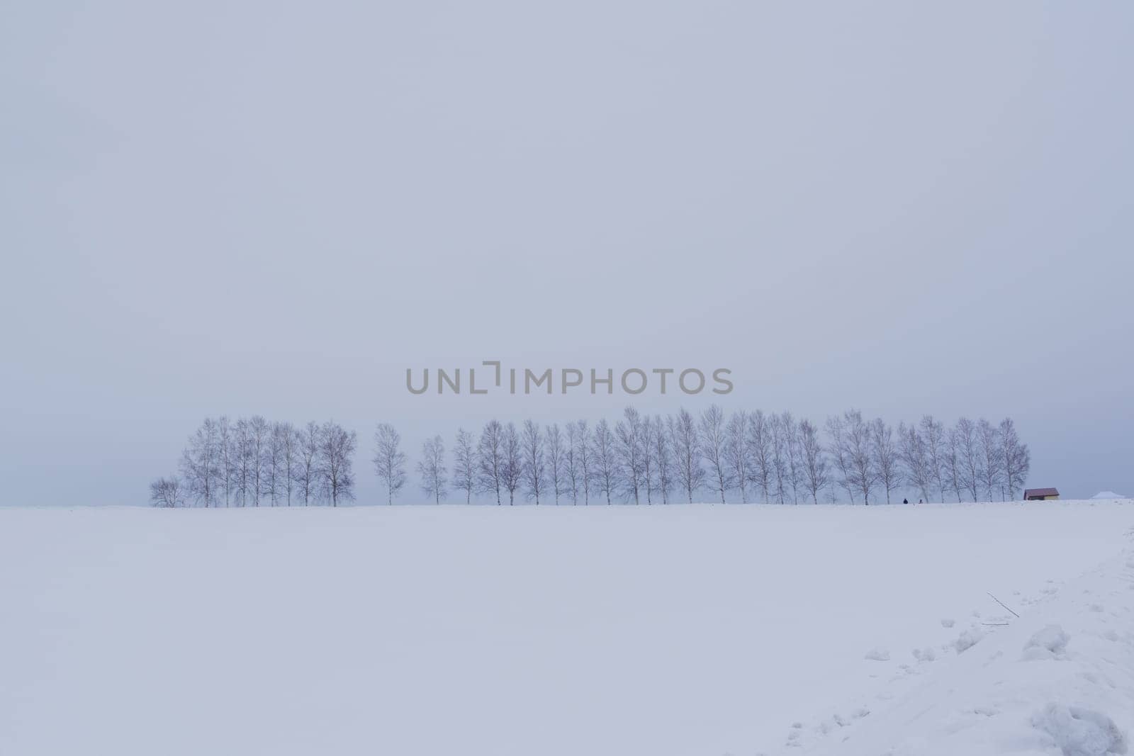 Biei is a small town surrounded by a picturesque landscape of gently rolling hills and vast fields. A pleasant way to enjoy the charm of Biei is by cycling or driving through the hills and visiting some of the flower fields and famous trees along the way.