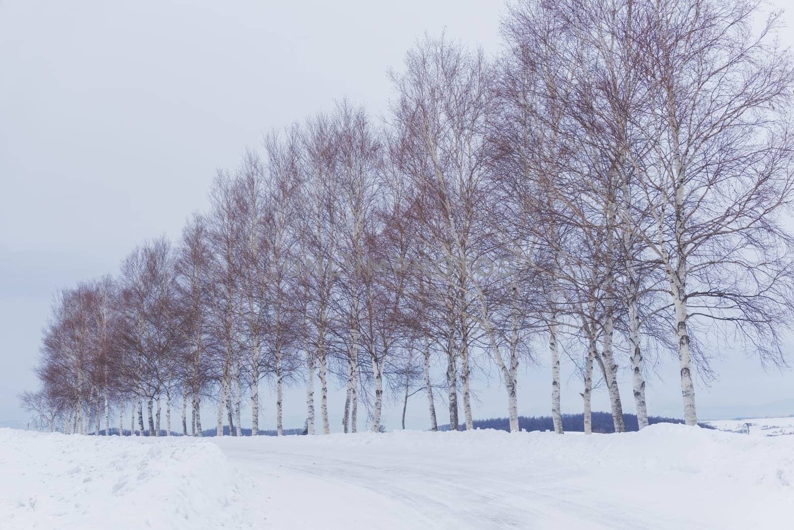 Biei is a small town surrounded by a picturesque landscape of gently rolling hills and vast fields. A pleasant way to enjoy the charm of Biei is by cycling or driving through the hills and visiting some of the flower fields and famous trees along the way.