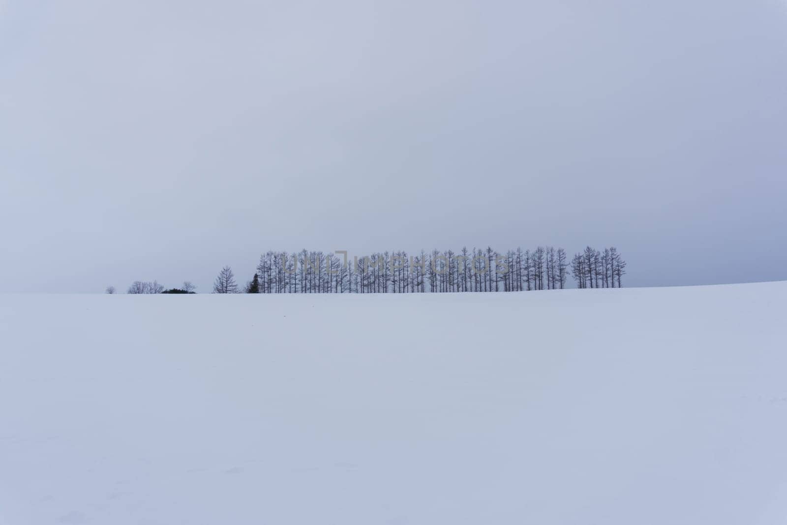 Biei is a small town surrounded by a picturesque landscape of gently rolling hills and vast fields. A pleasant way to enjoy the charm of Biei is by cycling or driving through the hills and visiting some of the flower fields and famous trees along the way.
