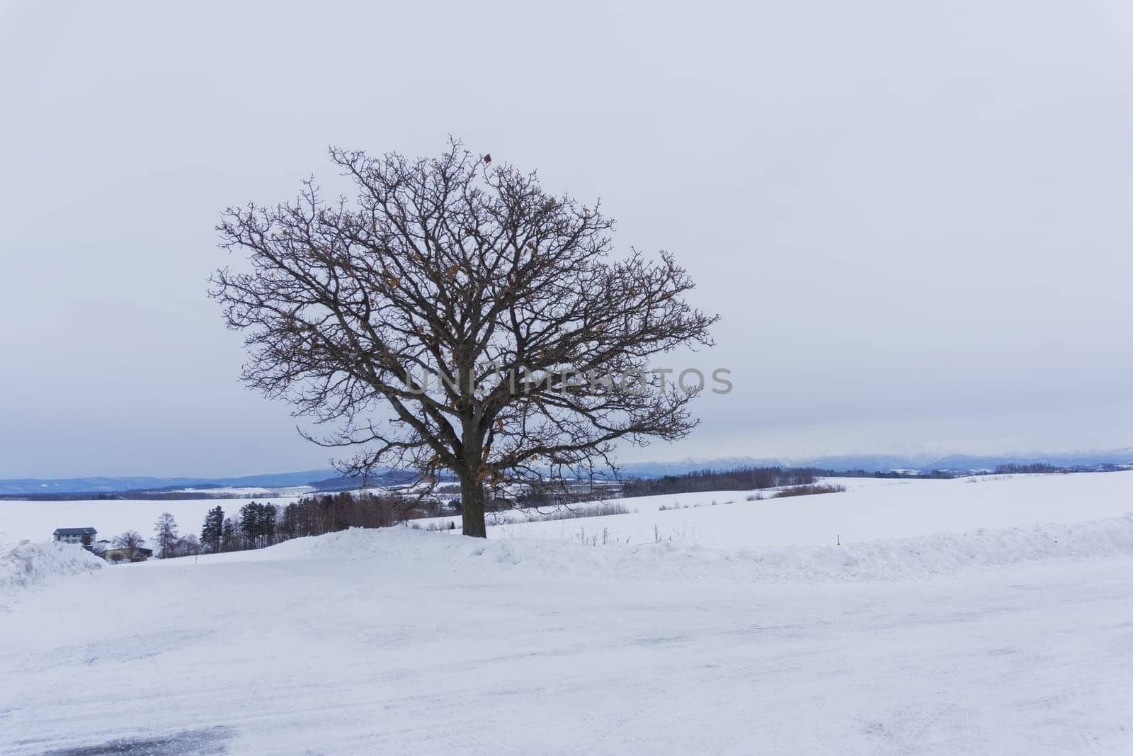 Biei is a small town surrounded by a picturesque landscape of gently rolling hills and vast fields. A pleasant way to enjoy the charm of Biei is by cycling or driving through the hills and visiting some of the flower fields and famous trees along the way.